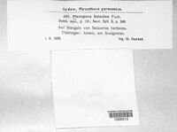 Stemphylium vesicarium image
